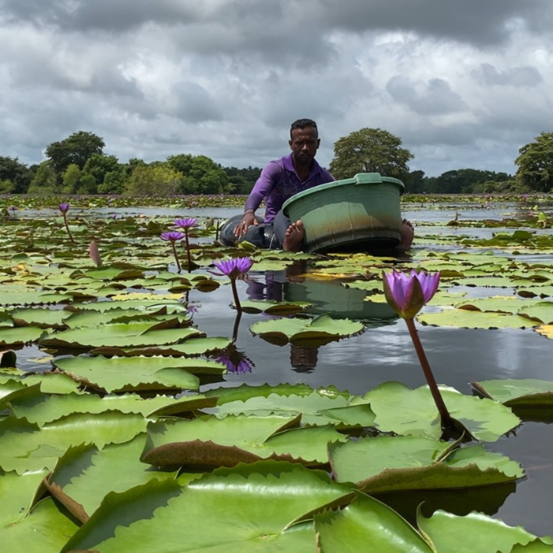 Ceylon Blue Lotus