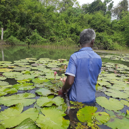 Ceylon Red Lotus (Nymphaea rubra)