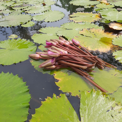 Ceylon Red Lotus (Nymphaea rubra)